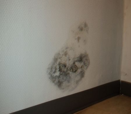 Skimmelsvamp på væg